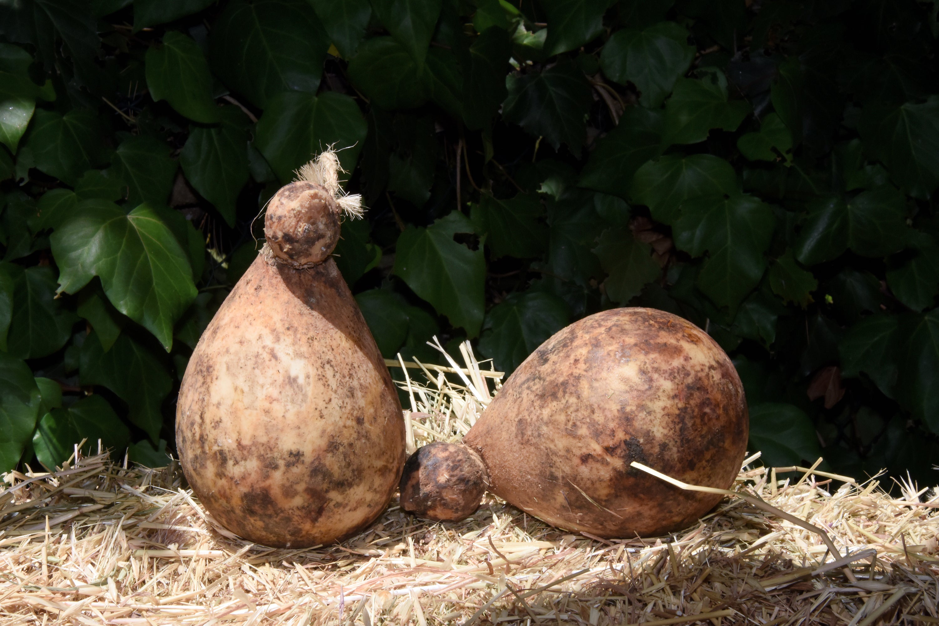 Caciocavallo Podolico 24 mesi